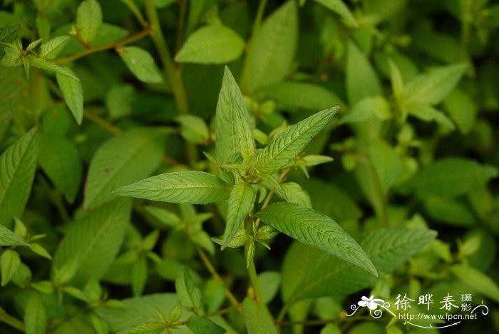 假柳叶菜Ludwigia epilobioides