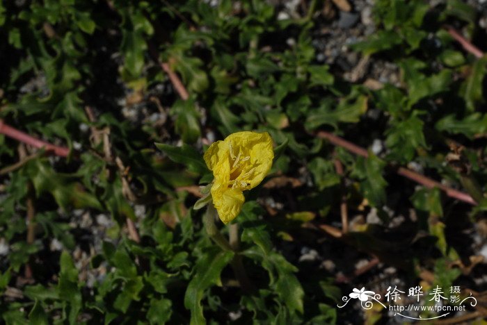 裂叶月见草Oenothera laciniata
