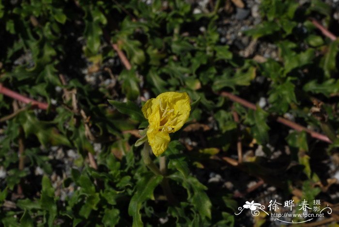 裂叶月见草Oenothera laciniata 裂叶月见草Oenothera laciniata
