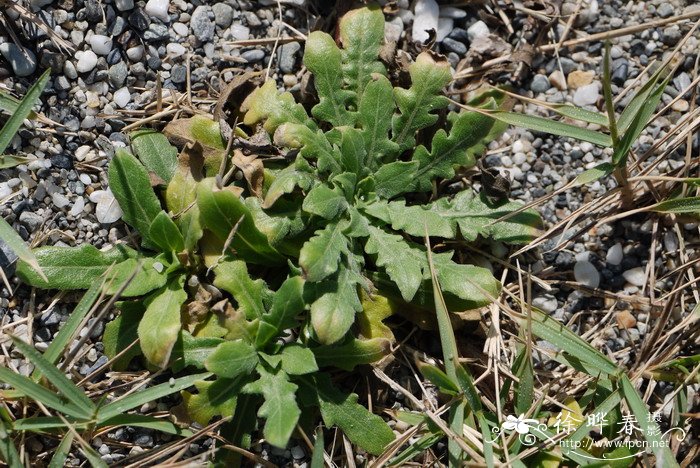 裂叶月见草Oenothera laciniata