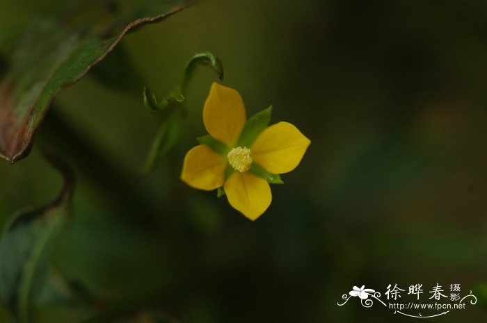 草龙Ludwigia hyssopifolia 草龙Ludwigia hyssopifolia