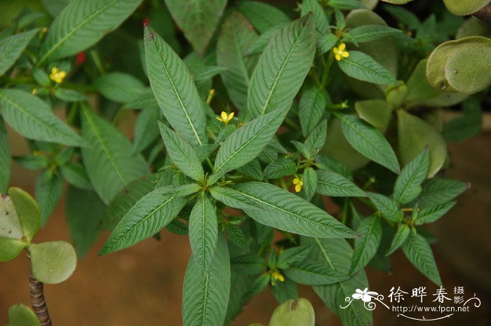 草龙Ludwigia hyssopifolia 草龙Ludwigia hyssopifolia