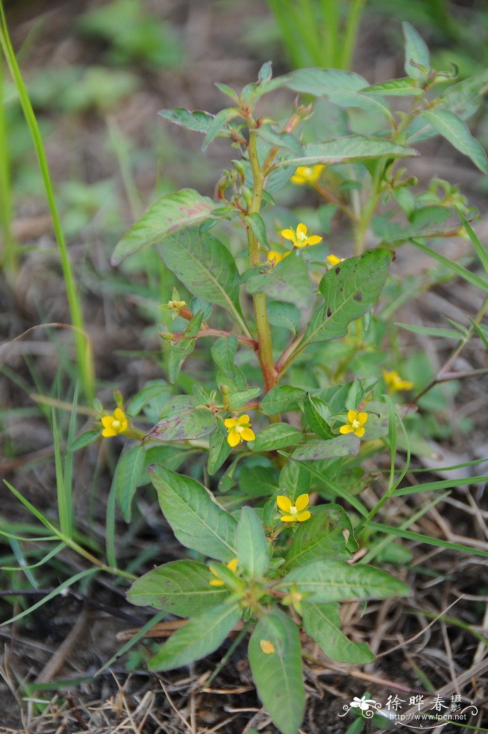 草龙Ludwigia hyssopifolia