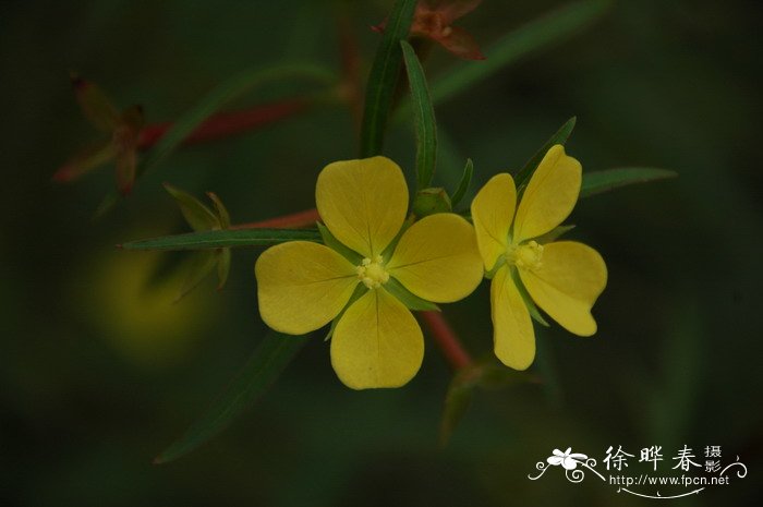 毛草龙 Ludwigia octovalvis 毛草龙 Ludwigia octovalvis
