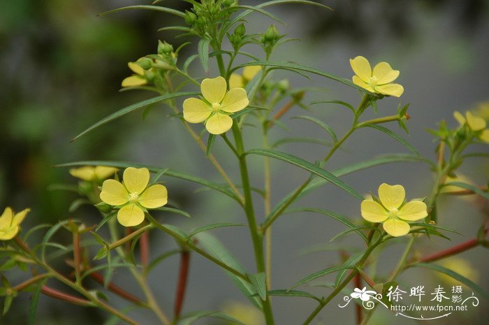 毛草龙 Ludwigia octovalvis 毛草龙 Ludwigia octovalvis