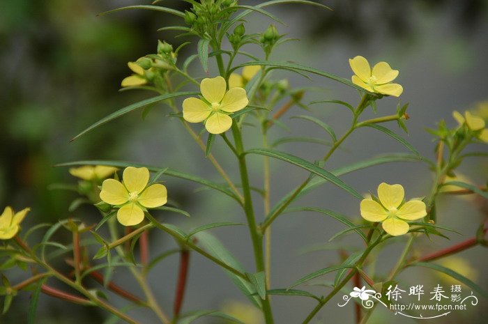 毛草龙 Ludwigia octovalvis