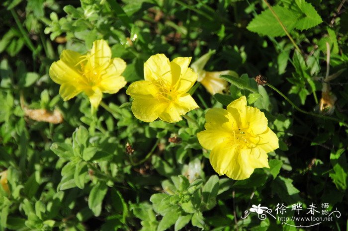 海滨月见草Oenothera drummondii 海滨月见草Oenothera drummondii