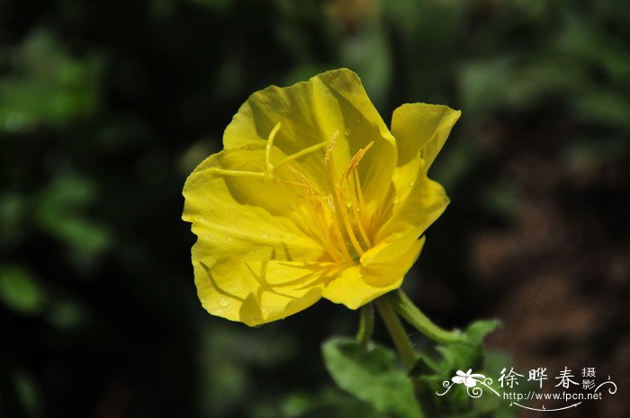 海滨月见草Oenothera drummondii