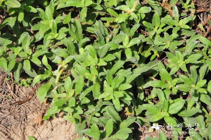 海滨月见草Oenothera drummondii 海滨月见草Oenothera drummondii