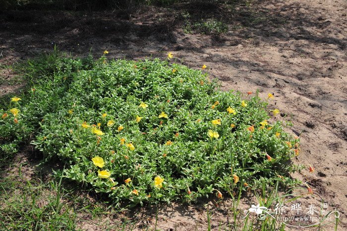 海滨月见草Oenothera drummondii