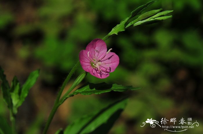 粉花月见草 Oenothera rosea 粉花月见草 Oenothera rosea