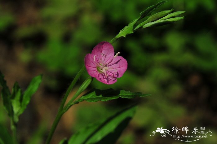 粉花月见草 Oenothera rosea