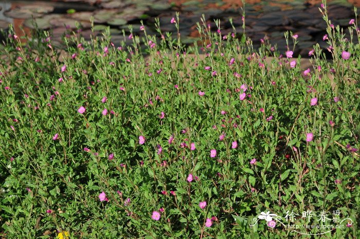 粉花月见草 Oenothera rosea 粉花月见草 Oenothera rosea