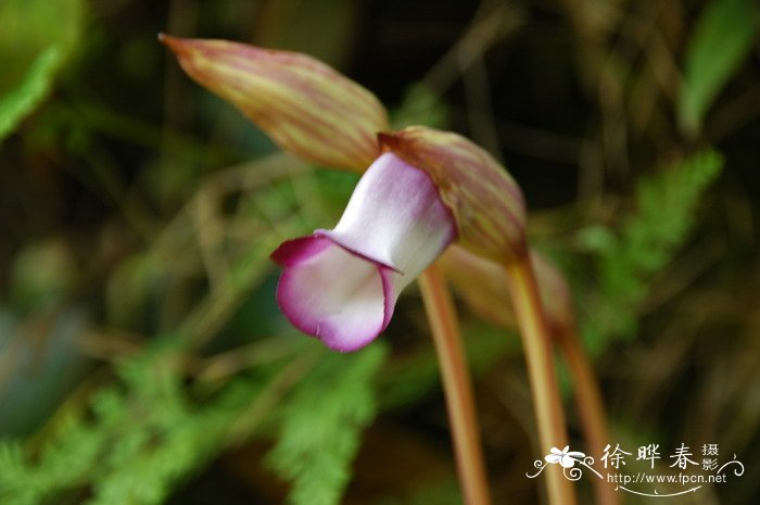 野菰 Aeginetia indica