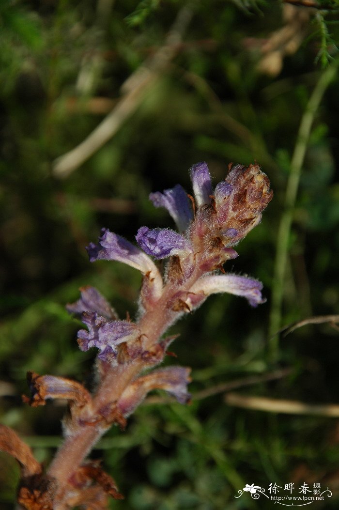 列当Orobanche coerulescens 列当Orobanche coerulescens