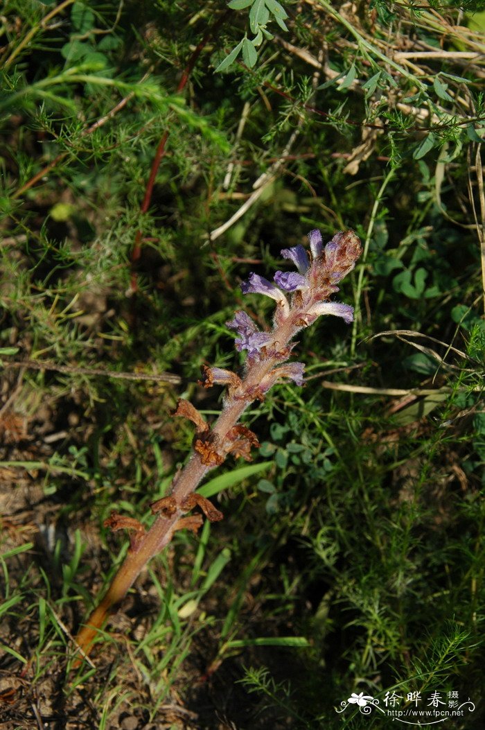 列当Orobanche coerulescens