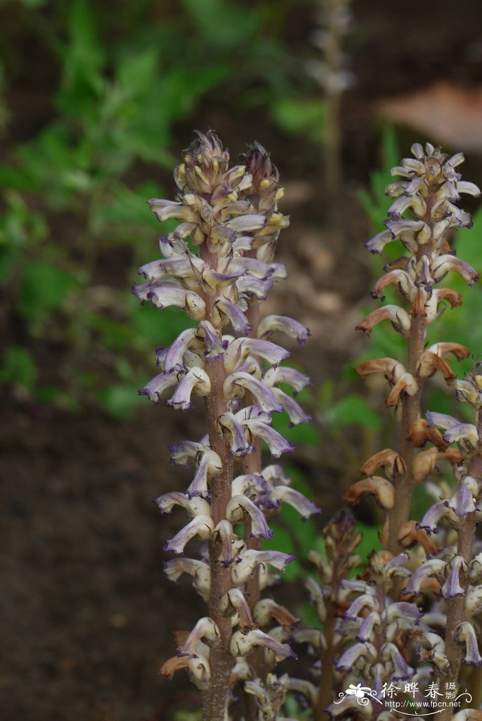 弯管列当Orobanche cernua