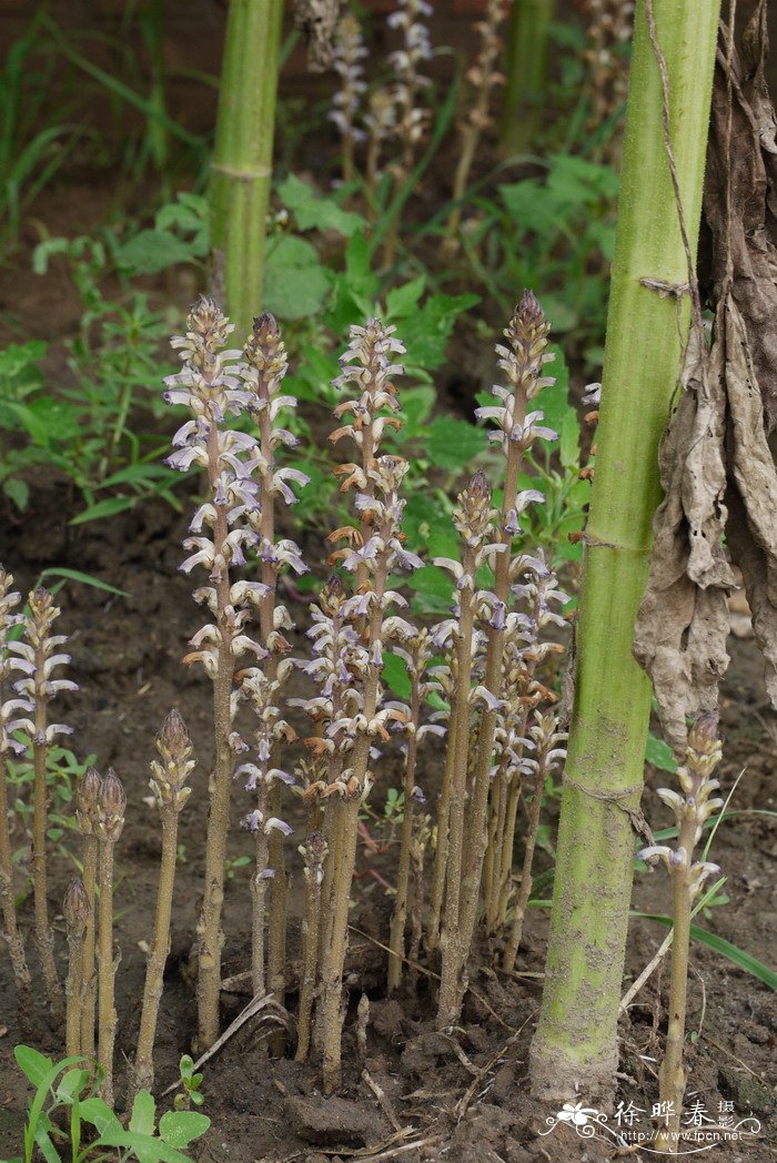 弯管列当Orobanche cernua