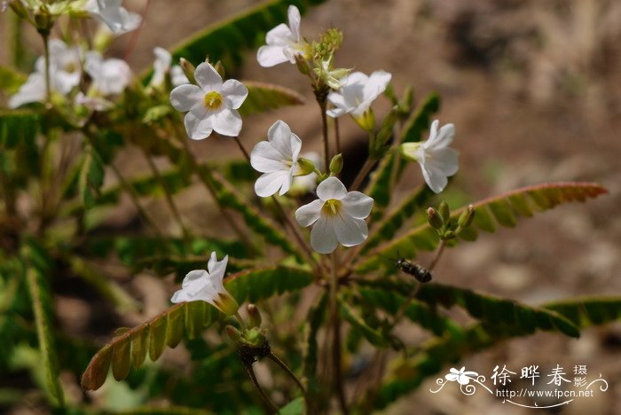 感应草Biophytum sensitivum