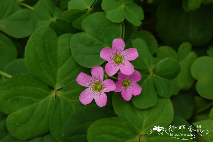 红花酢浆草 Oxalis corymbosa 红花酢浆草 Oxalis corymbosa