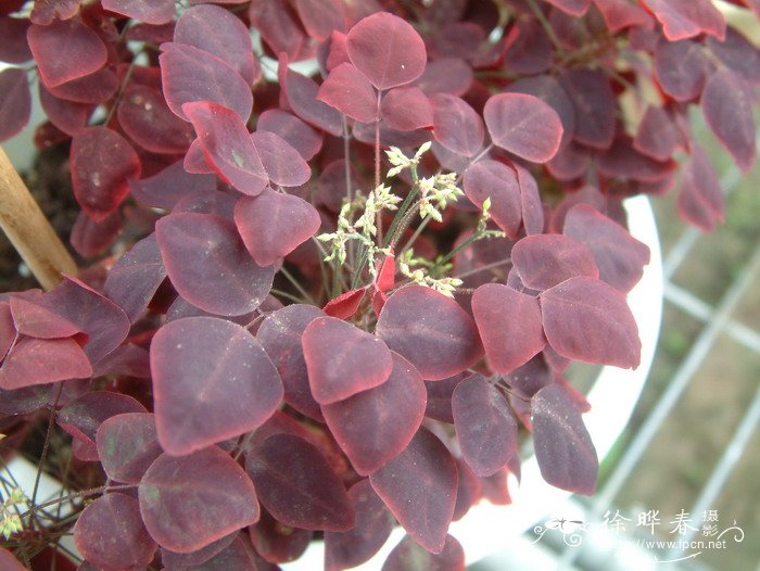 小红枫Oxalis hedysaroides ‘Rubra’ 小红枫Oxalis hedysaroides ‘Rubra’