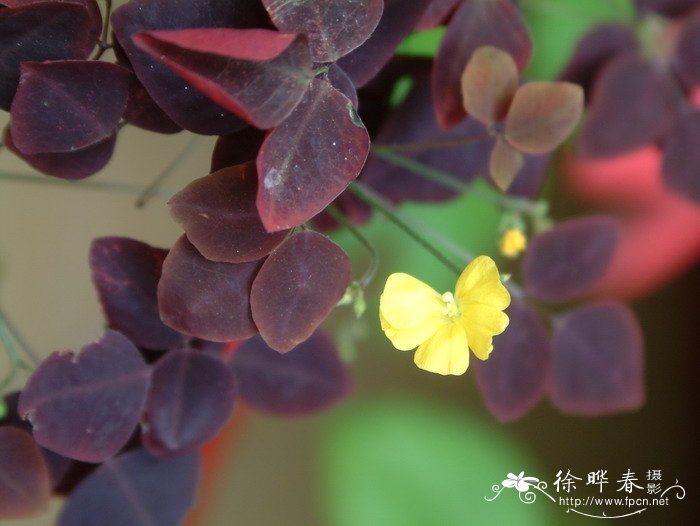 小红枫Oxalis hedysaroides ‘Rubra’