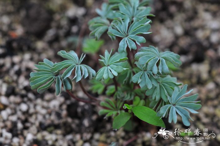 棕榈叶酢浆草Oxalis palmifrons 棕榈叶酢浆草Oxalis palmifrons