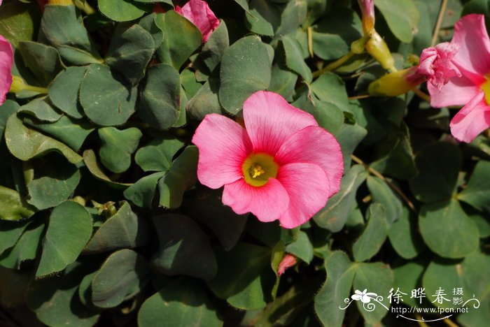 芙蓉酢浆草Oxalis purpurea 芙蓉酢浆草Oxalis purpurea