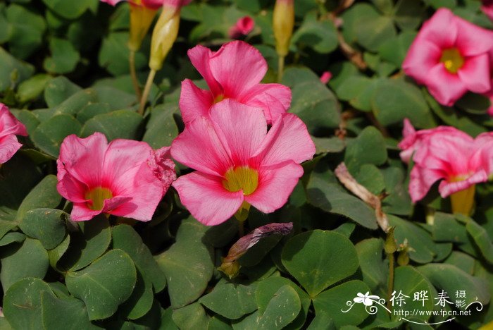 芙蓉酢浆草Oxalis purpurea