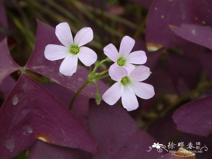 紫叶酢浆草 Oxalis triangularis 紫叶酢浆草 Oxalis triangularis