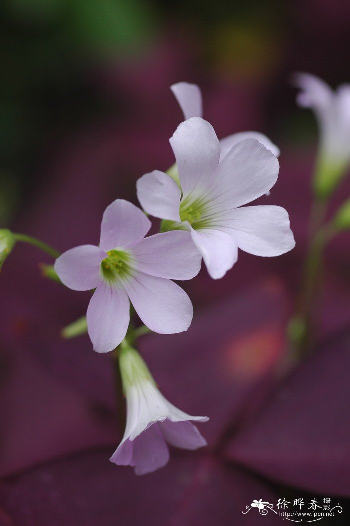 紫叶酢浆草 Oxalis triangularis