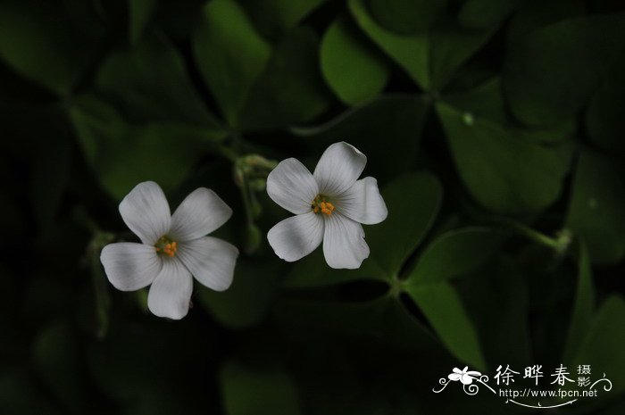白花酢浆草 Oxalis acetosella 白花酢浆草 Oxalis acetosella