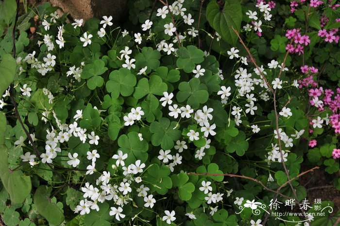 白花酢浆草 Oxalis acetosella 白花酢浆草 Oxalis acetosella