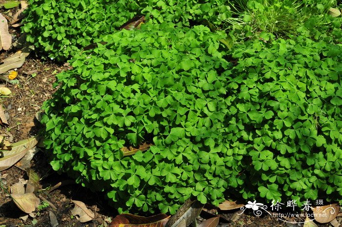 白花酢浆草 Oxalis acetosella