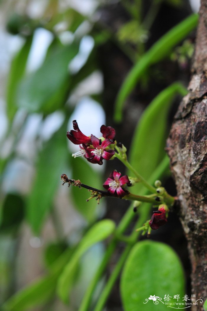 木胡瓜Averrhoa bilimbi 木胡瓜Averrhoa bilimbi