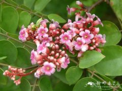 阳桃Averrhoa carambola