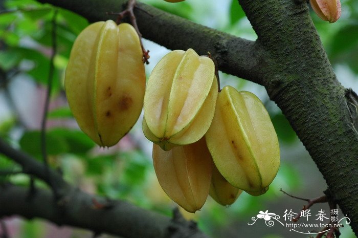 阳桃Averrhoa carambola 阳桃Averrhoa carambola