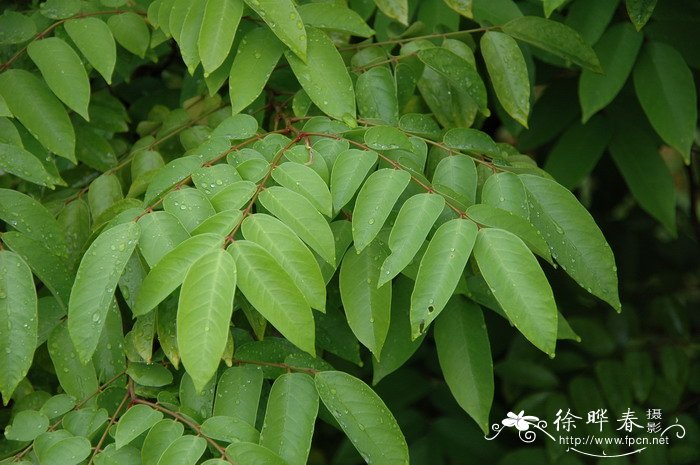 阳桃Averrhoa carambola