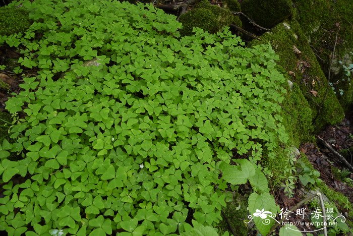 山酢浆草 Oxalis griffithii 山酢浆草 Oxalis griffithii