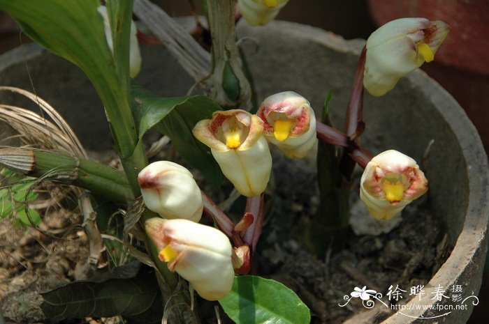 坛花兰Acanthephippium sylhetense 坛花兰Acanthephippium sylhetense