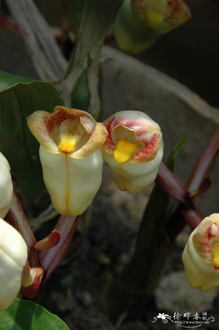 坛花兰Acanthephippium sylhetense 坛花兰Acanthephippium sylhetense