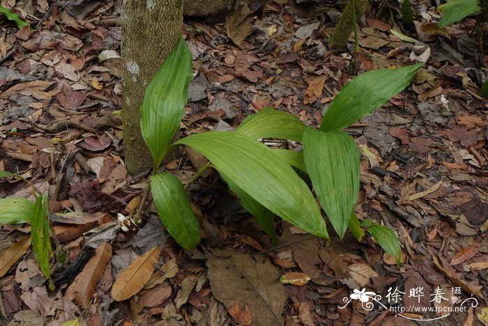 坛花兰Acanthephippium sylhetense