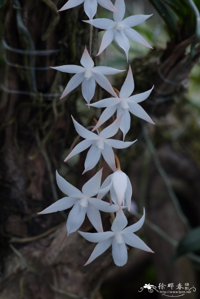 二裂叶船形兰Aerangis biloba 二裂叶船形兰Aerangis biloba