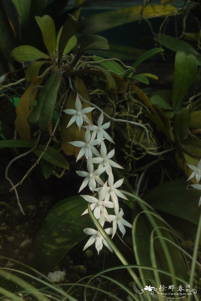 二裂叶船形兰Aerangis biloba 二裂叶船形兰Aerangis biloba
