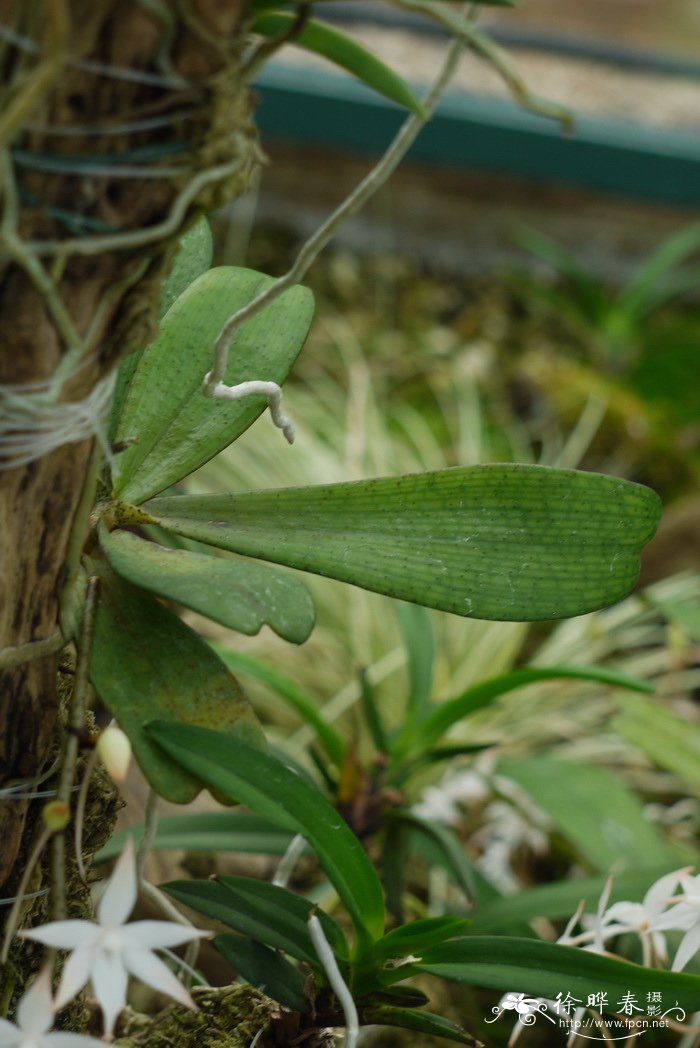 二裂叶船形兰Aerangis biloba