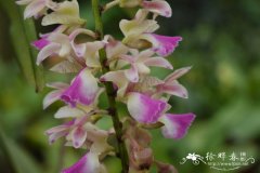 指甲兰 Aerides falcata