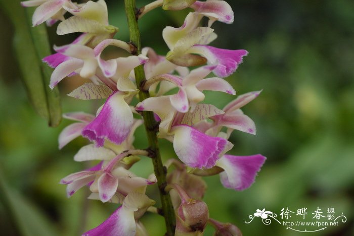 指甲兰 Aerides falcata 指甲兰 Aerides falcata