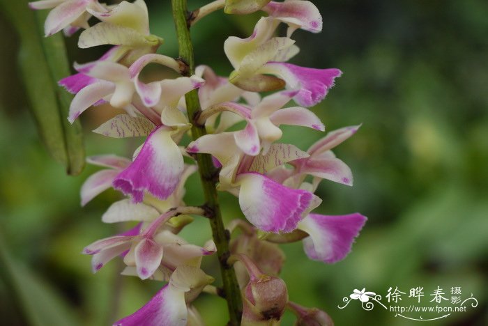 指甲兰 Aerides falcata