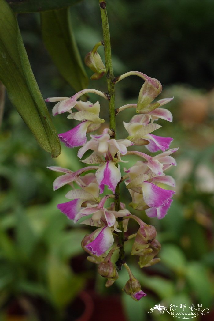 指甲兰 Aerides falcata 指甲兰 Aerides falcata