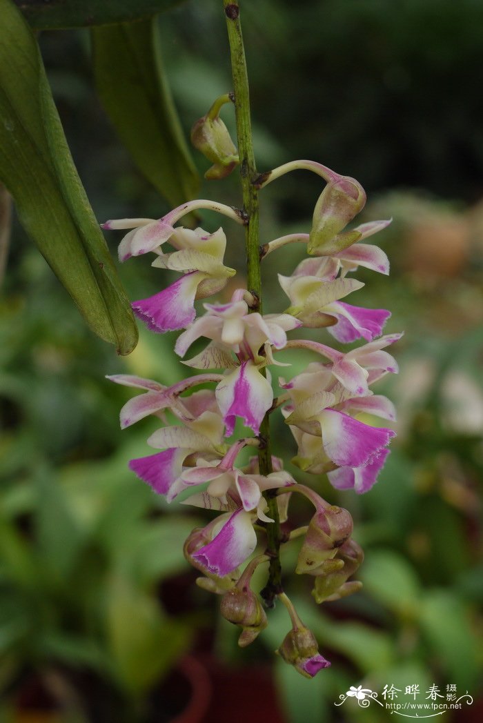 指甲兰 Aerides falcata